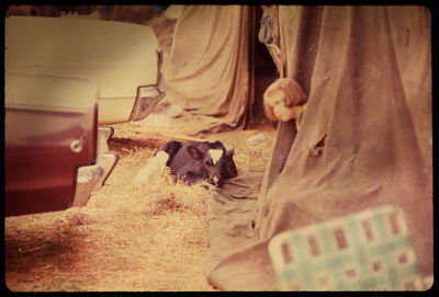 Close-up of goat
