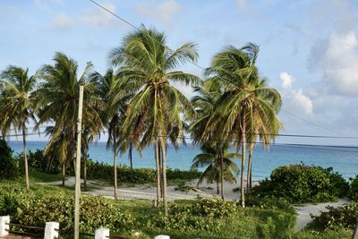 Palm trees by sea against sky