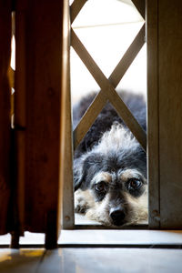 Portrait of dog peeking through window