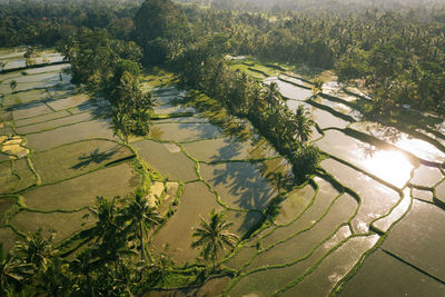Aerial view of terraced rice field by palm trees
