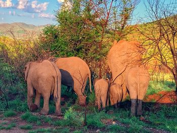 Elephant in a field