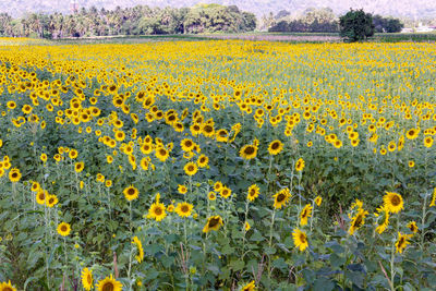 Close-up of yellow flowers blooming in field