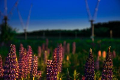 Close-up of plants growing on field against sky