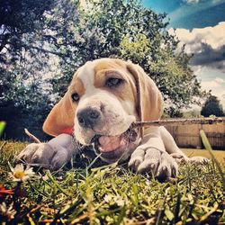 Portrait of a dog resting on grassy field