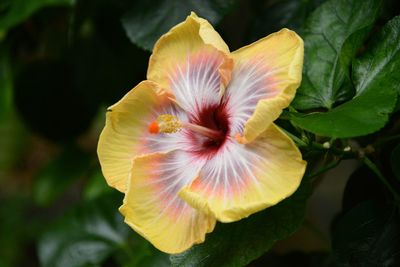 Close-up of yellow flowering plant