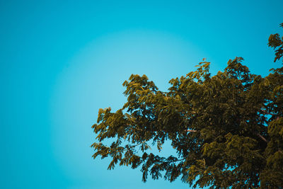 Low angle view of tree against blue sky