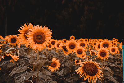 Close-up of sunflowers on field against black background