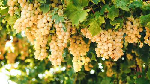 White grapes in a countryside ready for harvest