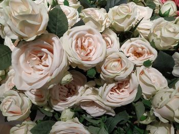 High angle view of white roses