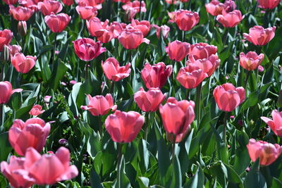 Close-up of pink flowering plants on field