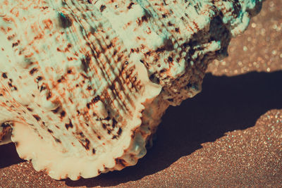 Close-up of a shell on rock