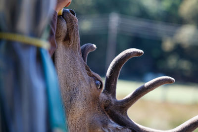 Close-up of deer