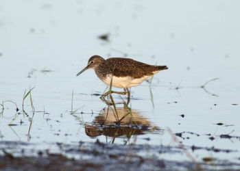 Bird perching on a lake