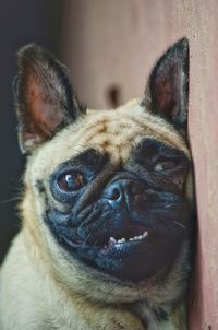 Close-up portrait of dog