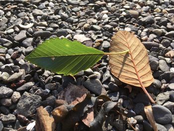 High angle view of dry leaves on pebbles