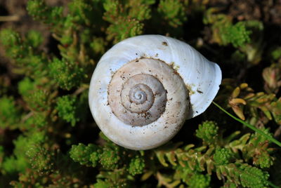 Close-up of snail on mushroom
