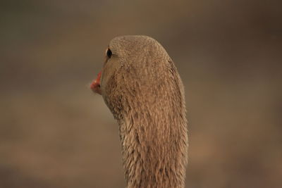 Close-up of bird