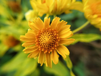 Close-up of yellow desert sunflower plant