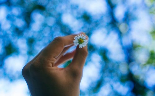 Close-up of hand holding flower against blurred background