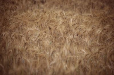 Full frame shot of wheat field