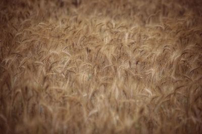 Full frame shot of wheat field