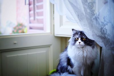 Portrait of cat by window at home