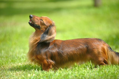 Side view of a dog on field
