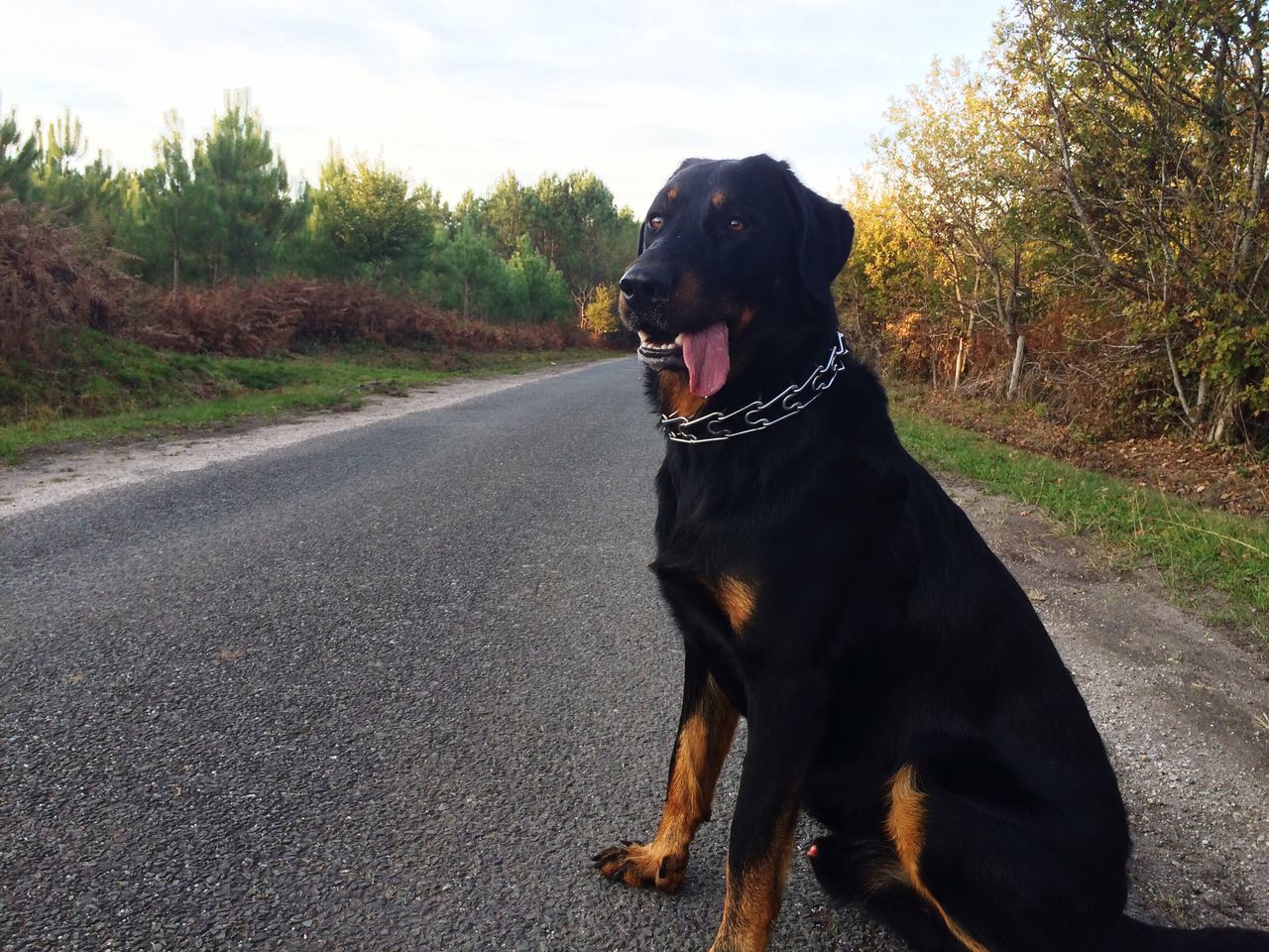 one animal, dog, pets, domestic animals, mammal, animal themes, transportation, road, the way forward, sky, tree, street, looking at camera, portrait, standing, car, outdoors