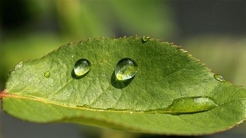 Close-up of leaves