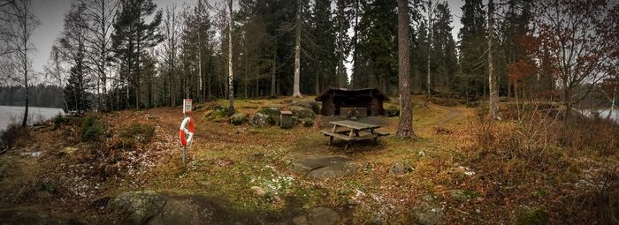 Panoramic view of trees in forest