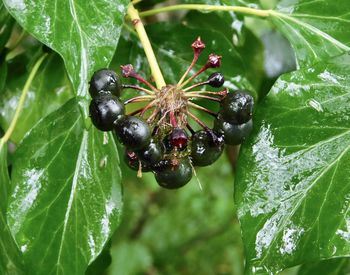 Close-up of insect on plant