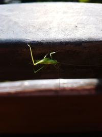 Close-up of insect on wood