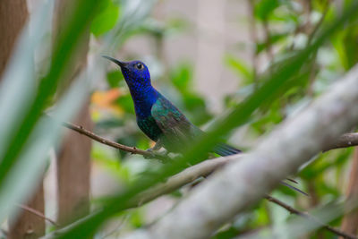 Close-up of bird perching on tree