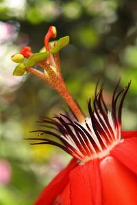 Close-up of insect on flower