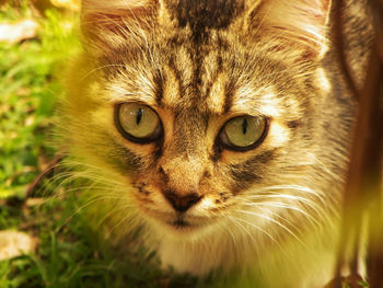 Close-up portrait of cat