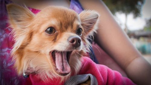 Close-up of dog sticking out tongue