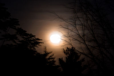 Low angle view of silhouette trees against sky at night