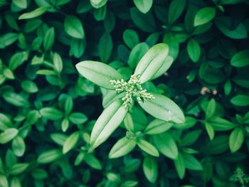 Close-up of plant leaves