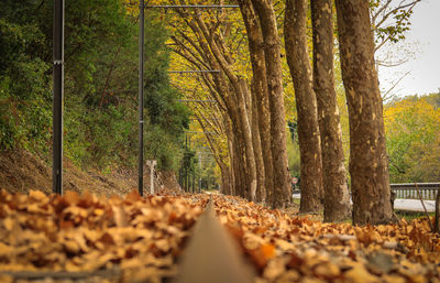 Surface level of trees in forest during autumn