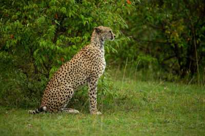 Female cheetah sits by bush in profile