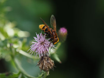 Close-up of butterfly on purple flower