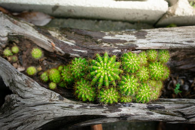 Close-up of lizard on tree trunk