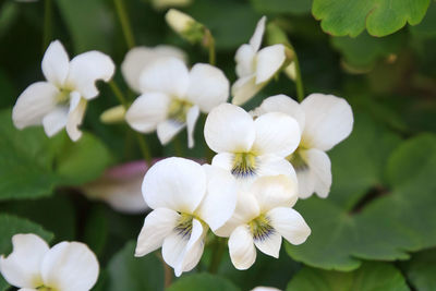 Close-up of white flowering plant in park