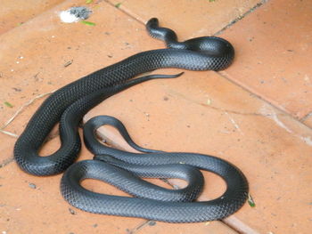 High angle view of snake