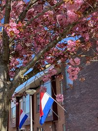 Low angle view of pink cherry blossoms on building