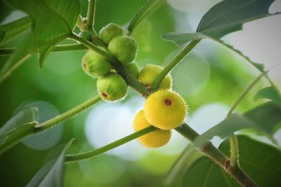 Close-up of fruits growing on tree