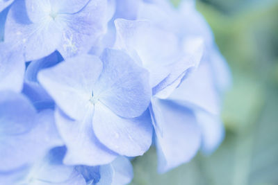 Close-up of purple flower