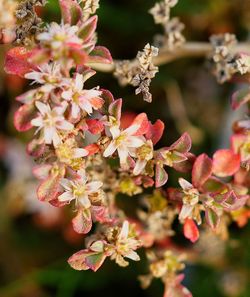 Close-up of pink flowers blooming on tree