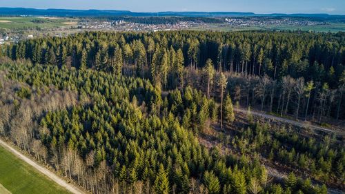 Pine trees in forest against sky