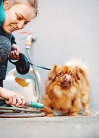 Portrait of a cute little brown dog drinking water from the hose and licking his nose